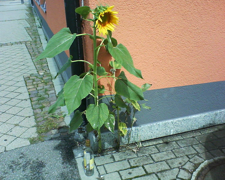 File:SonnenblumenRum.jpg